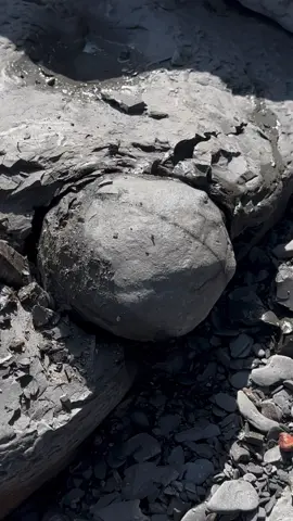 Here’s a Jurassic stone we found on the rocky shore, it was trapped inside a huge slab and it split open well to reveal a lovely Dactylioceras tenuicostatum ammonite! 😍🦕 Although most of the rocks we post contain fossils, the reality is that the majority of these rocks are totally empty! 🏝🌊 For full fossil hunt episodes head to “Yorkshire.Fossils” on YouTube! 🐊 There’s a link in my bio 🦕 If anyone would like a Genuine Yorkshire ammonite and support the page, message the page directly or visit our website yorkshirefossils.NET (link in bio) #natural #nature #fossil #fossils #ancient #animals #art #ammonite #ammonites #dinosaur #scientist  #minerals #paleontology #whitby #geologist #dorset #geology #charmouth #jurassic #yorkshire #fyp 