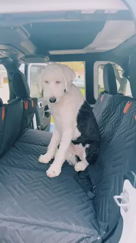 I’ve tried a few car seat covers for dogs and THIS one is by far the best purchase 😅 plus it’s so much more aesthetically pleasing. Holds up to 270lbs and has the sturdy extended bed 👌🏼 