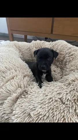 Tengo cama nueva amigos!! Miren que hermosa.  La cama es de comfy petys. Es una cana anti estres y ansiedad. ¿Por que?  - tiene bordes elevados, lo que da un efecto positivo en el sistema nervioso calmando los comportamientos sensoriales - la piel sintética de lujo que imita la piel de otra mascota reduce la sensacion de vulnerabilidad  - y debido al relleno de fibras siliconadas se podrá mantener una buena postura sin tocar el piso.  #mascota #pitbull #camita #estres #ansiedad #crecimiento #cachorro #pitmorita #comfypetys 