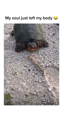 #funny #funnyvideos #comedy #fyp #viral #foryou #viralvideo #fypシ #blowthisup #theboys #bored #humor #joke #men #turtle #jumpscare #animals 