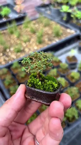 Bonsai from start to finish🥰 #bonsaisociety #PlantTok #planttips
