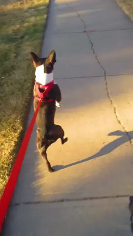 Going on a silly little walk for my silly little mental health like...🤣🏃‍♂️💨 #DogTok#FunnyDogs  #Fails#Cute#MentalHealthAwarenessMonth#MentalHealth#SelfCare#Exercise  #GymTok