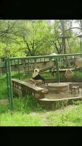 Now I’m sure that pandas react like humans.😂🐼