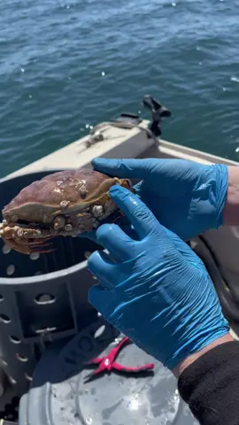 The Barnacle Chronicles Continue, Back by popular demand. Dr. Deckboss David handling barnacle business #crab #crabs #fyp #fishing #natgeo #fish #fishing #santacruz 