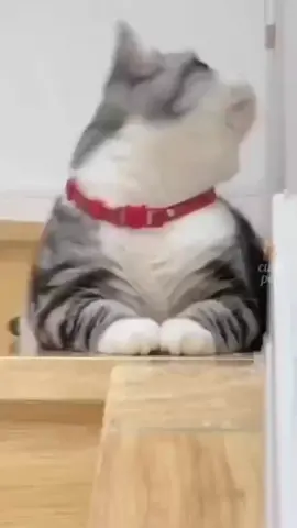 #kelakuankucinglucu #pecintakucing #kucinglucubanget #kucinglucu #kucing #cat 