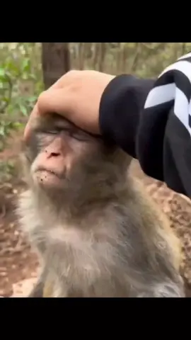 pijat plus-plus 🤣 #MonkeyFunnyVideos #Monyet #monkey #CuteMonkeyVideos #TikTokHewanLucu #orangutan #VideoMonyetlucu #hewanlucudanimut #fyp #SunsilkCreatorAcademy #VideoBinatangLucu #FunnyMonkeyVideo #AnimalLucu 