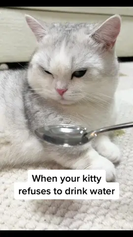 When your kitty refuses to drink water, what you gonna do 🤣🤣 #viral #viralvideo #viraltiktok #fyp #fypシ #PetsOfTikTok #kitty #kittensoftiktok #catsoftiktok #catlovers #funny #funnytiktok 