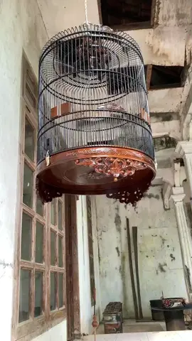 sangkar murai ukir krawangan motif bunga kembang ukuran no 1 diameter 58cm #sangkar #sangkarmuraibatu #sangkarmurai #sangkarmuraibatuukir #murai #muraibatu #muraibatuindonesia #muraibatumedan #muraibatumania #muraimedan #kicau #kicaumania #fyp #fypシ #fypage #fypシ゚viral #fypdongggggggg #fyppppppppppppppppppppppp #fypp #fypdong #fypgakni  #kicaumaniaindonesia #kicaumanianusantara #kicauburung #kicaumaniajatim #kicaujelata #kicaumania_indonesia #kicaumaniabali #sangkarukir #sangkarukirlomba #sangkarukirjepara #omkicau #omkicauindonesia #omkicaumania #kicaumania_omkicau #sangkarkotakukir #kandang #kandangburung #kacer #kacermania #kacermaniaindonesia #kacergacor #kacerjuara #kacerbagong #kenari #kenarimaniaindonesia #kenarimania #kenarijuara #kenariindonesia