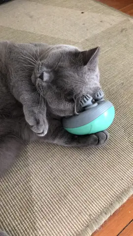 Product (Cat Massager) Link in bio🔥 😸😻 @Savy Verse  #cicciothebrit #britishshorthair #catsoftiktok #fyp #pov #cattok #catstuff #cat #catmassager