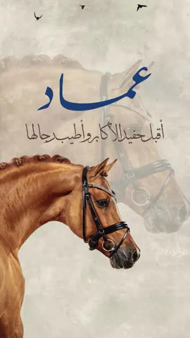 بيبي 