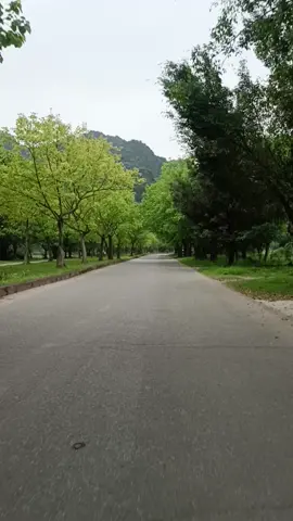 Con Đường Quê Tôi #nhữngconđườngđẹp #videocảnhđẹpchill #thiênnhiên 