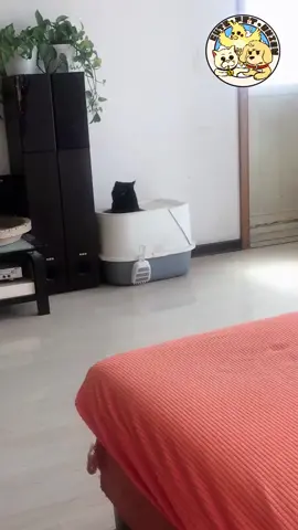 Litter box dancing queen 😂 #pet #cat #cute #kitten #kitty #catsoftiktok #funny #fyp #viral 