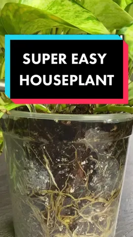 Please visit my website for clear pots. www.MonstroFarm.com Link In Bio Following these few steps will make taking care of your Pothos Super Easy.  ☀️They can tolerate a wide range of lighting conditions, but the variegated varieties prefer bright indirect light 💦Water them when the top 25% of the soil is dry 🪴Fertilize once a month, especially during the Spring and Summer MonstroFarm Tip ✂️Don’t be afraid to prune them, this will promote a bushier plant 😊Enjoy. Ahhhhh!