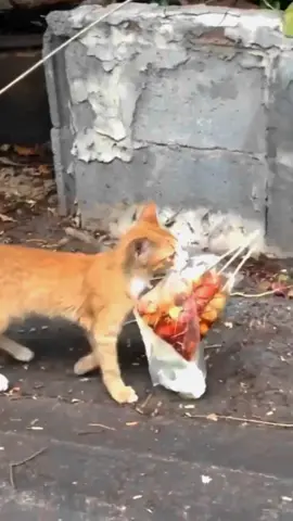 Funny Cat Snacking 😁😁#lucuviral #komedi #bikinketawa #funnyvideosforyou #funnyanimals #kocak #ngakak #omivanoxe76 