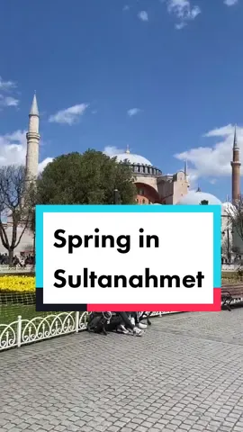 Spring in Sultanahmet 🌼🌷 #istanbul #turkey #turchia #turquia #flowers #sultanahmet #hagiasophia #bluemosque #walking #flowers🌼🍁🌸 #tulipfestival #fiori #spring #primavera #visitistanbul 