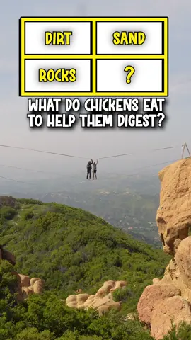 What Do Chickens Eat? #trivia #gameshow