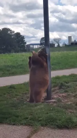 The last one..💀#funny #funnyvideos #viral #fails 