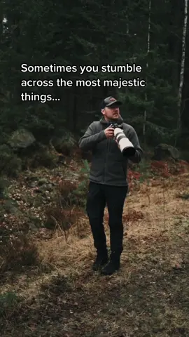 Creatures of the Swedish forest❤️  #majestic #wildlife #sweden