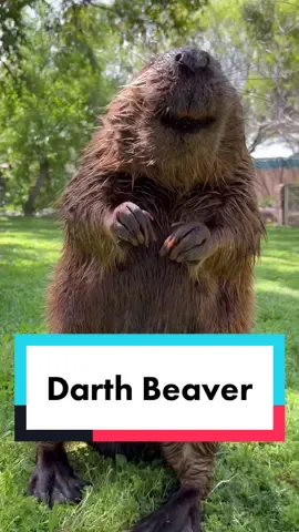 The force is strong with Peanut #starwarsday #maythefourth #beaver #sandiegozoo