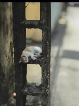 Bắt gặp chiếc mèo đang ngủ tiện lôi ra làm mẫu ảnh luôn vậy #photography #xuhuong #trending #fyp #lightroom 