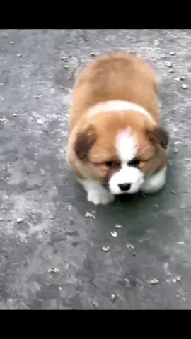 Is it sexy?🤣🤣🤣#dog #DogsOfTikTok #犬 #上热门 #可愛い犬 #ペット #面白いペット #funny #dogs #搞笑 