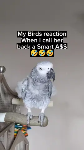 #bird #parrot #talkingparrot #pets #animals #funny #cosmothefunnyparrot #fyp #PetsOfTikTok #funnybirds #foryou #laugh #lol #fypシ #birdsoftiktok #fun #pet #animal #talkingbird #parrots #birds 