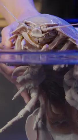 Now THIS is a REAL Alien! The deep sea isopod! #isopod 