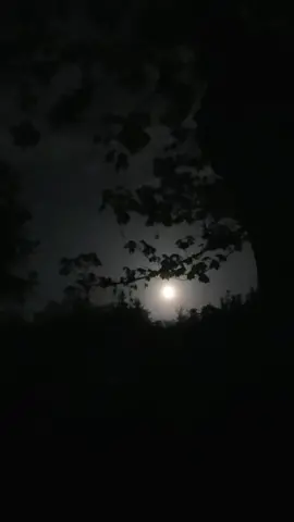 Full moon through the trees, filmed last night, May 4th, 2023, 3am. Dark ambient horror vibe. #fullmoonmadness #fullmoon #nightcore #horrormovie #horrorvibe #night #darkness #spooky