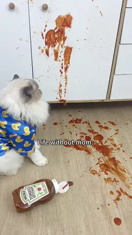 To all moms: can’t imagine life without you! 🥰 #thatlittlepuff #catsoftiktok 