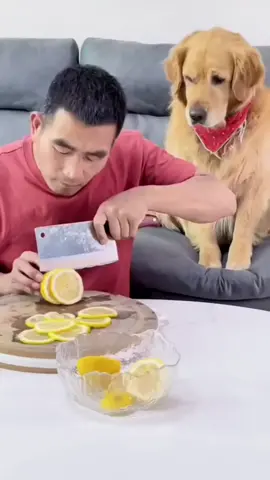 #dog #dogs #goldenretriever #cutedog #cutedogs #funny #funnydog #funnyvideo #humor #smartdog #CuteDogVideo #chinesedog 