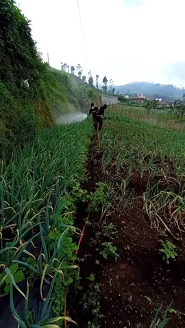 #petanimuda #petanimilenial #petanibawangdaun #kakigunungslamet 