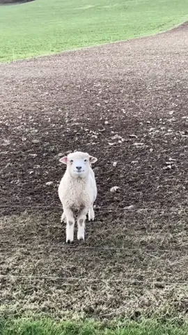 Missed the ball while sheep is watching! #capcut #animalsworld #sheep #cricket #cricketlover #ground  #summervibes #fyp #foryou #5000followers #petlover #inspiredawesomelife #traveldiaries #viralvideo #viral ##foryoupage #inspiration #foryouworld #viralvideo #traveltiktok #travelreels #reelsvideo  #Alhumdulillah  
