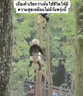 เน้นใช้ชีวิตไม่เน้นรอดชีวิต🤪#หมีแพนด้า 🐼#น่ารัก 🐼#ชีวิตมีครั้งเดียวใช้ซะ #น้องหมีแพนด้าน่ารัก 🐼