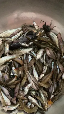 Cá suối gói lá chuối nướng#casuối #rừngnúi #cásuối🐠🐟 #mónăndântộctâybắc #rauthối