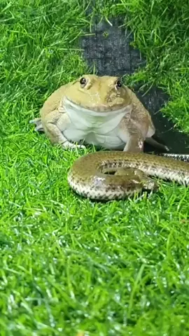 African Bullfrog Fight Snake #africananimals #Animals #Bullfrog #Shorts #Nature #Wild 