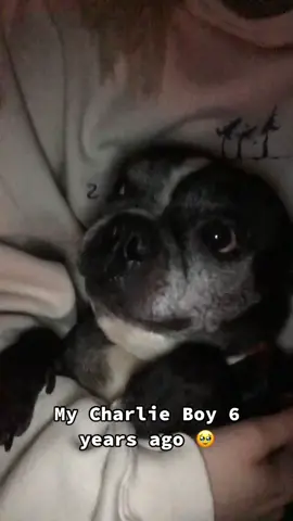 He used to snort just like a little piggy 🥹 miss you charlie boy 😇❤️ #doggo #dogsoftiktok 