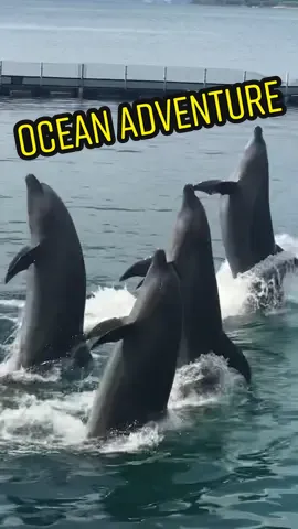 nakakamiss naman sa subic bay. 🥺😁🌊🐋 #fyp #foryou #xyzbca #oceanadventure #subicbay #olongapocity #beachvibes #travelvibes #pilipinas 