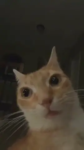 #orangecat #cat #funnyvideos #funny #fyp #fypシ #meme #memes 