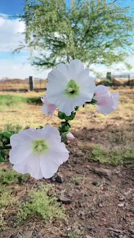 #سموالخيل🌸🌸🌸 #تحياتي_لجميع_المشاهدين_والمتابعين🌸🌸🌸اكسبلور #
