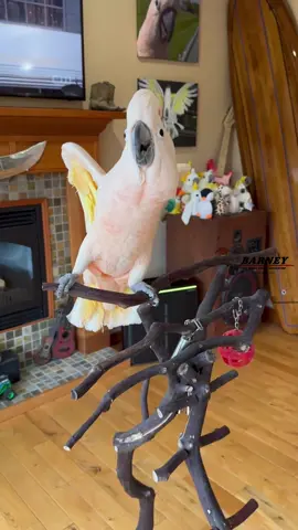 Let’s watch some TV!! 🧡👀 #westcoastbarney #barneythewestcoastcockatoo #watch  #tv #animals #dog #cat #fun #funny #Love #watching #happy #sweet #awesome #adorable #loveable #barney #moluccan #cockatoo #parrot #handsome 