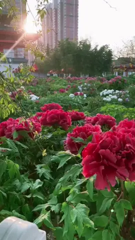 #beautiful flowers #beautiful scenery #beautiful music 💐💖💗💓❤️‍🩹🌺💗💗🧡🧡💙💐