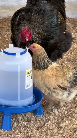 #brahma #rooster #bantam #givemeabigboy #chickensoftiktok #bodylanguage 🥰🤤