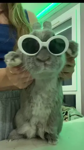 🕺🪩#pourtoi #lapin 