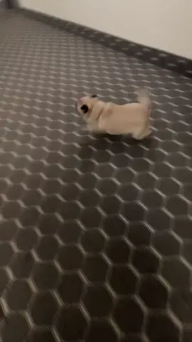 She likes to do this after every walk #pug #zoomies