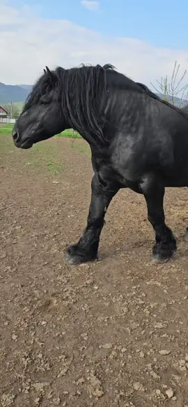 Al meu îngeraș 😇#tiktokviral #fypシ゚viral #mexico #promovaricairomania #romania #america #cheval #sibiu #pentrutine #misiuneatiktok #viral #horses #fyp #foryourpage #tiktok #lupusor_sb #armasar #lovehorses #caigrei #besthorses 