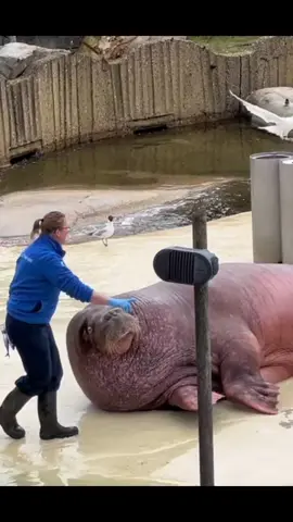 “Hey guys! I just visited the Dolphinarium in Hardewijk and saw the most amazing show with a walrus! 🐳🤩 It was so cool to see how smart and playful these animals are. I highly recommend visiting if you’re ever in the area!  #dolphinarium #hardewijk #walrus #amazinganimals #animals #walrus #fun #fat #cute #funny