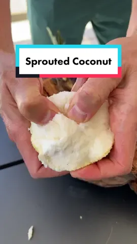 Have you ever had a Sprouted Coconut? 🌴🥥 My friend Farmer J brought some over from his backyard and they are such a treat! Unfortunately, they aren’t something you can buy from the store since they take 6+ months to sprout, but if you live in a tropical area, maybe you might be lucky enough to find one! #sproutedcoconut #coconutwater #sproutedcoco 