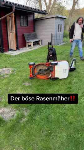 Er hasst ihn einfach 😂 #hunde #hundevideos #hundetraining #hundeerziehung #foryou #doberman 