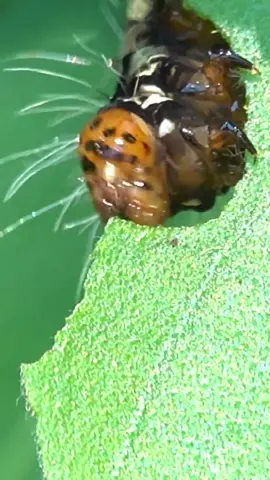 Worm eating plant leaf