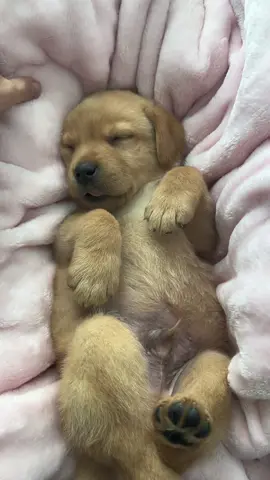 🫶🏻 #billiethelab #billieandgus #gusthelab #fyp #labradorretrieverpuppy #dogmom #puppytiktok #dog #puppylove #labpuppy #funnydog #dogsoftiktok #labrador #dogsoftiktokviral #puppy 